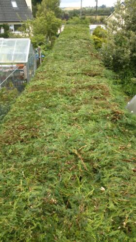 CS 08 Leylandii hedge cutting